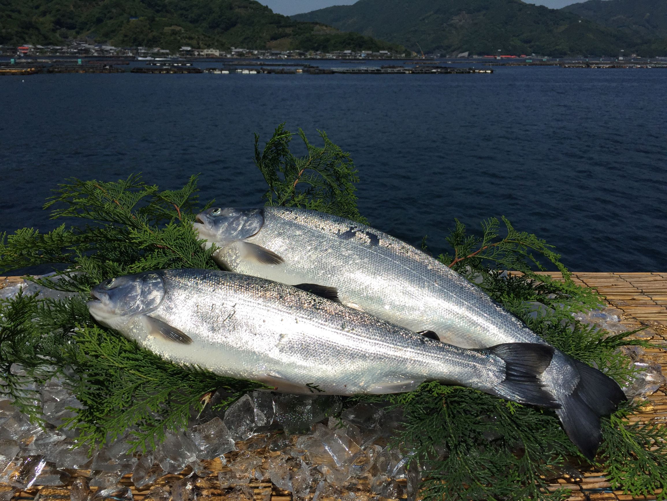 宇和島サーモン