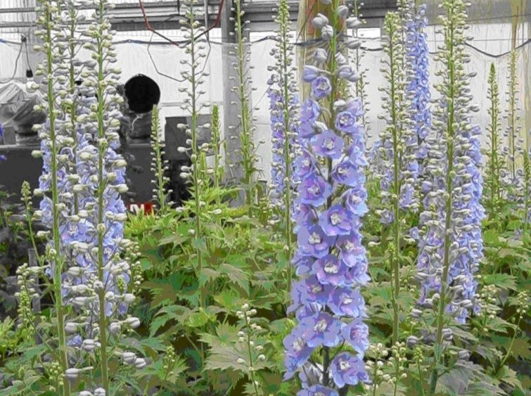 産物への愛（産品の特徴）