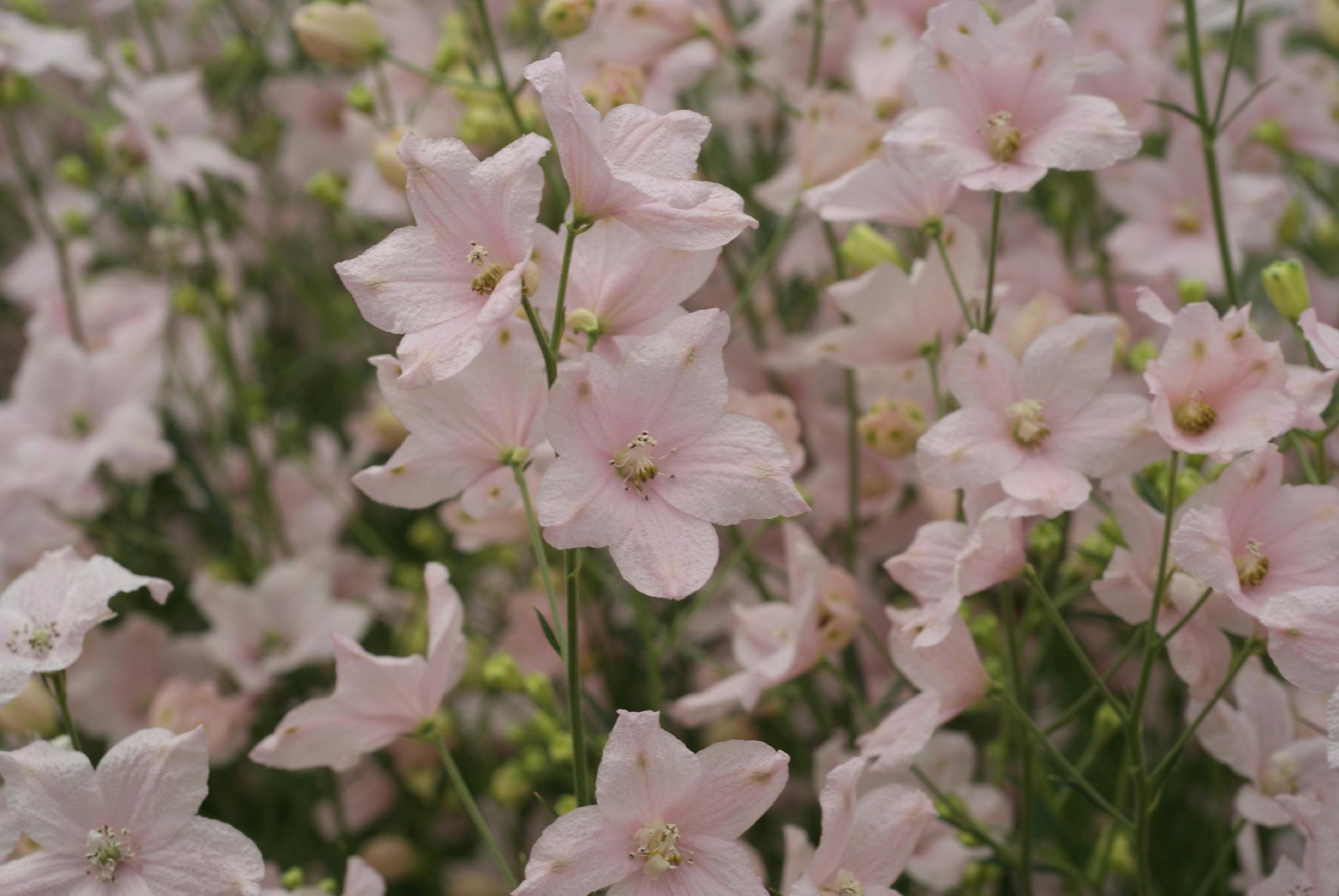 ふるさとへの愛（歴史・伝統）
