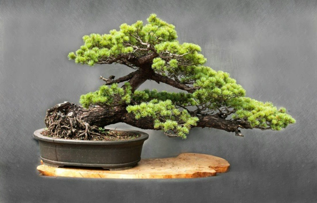 産物への愛（産品の特徴）